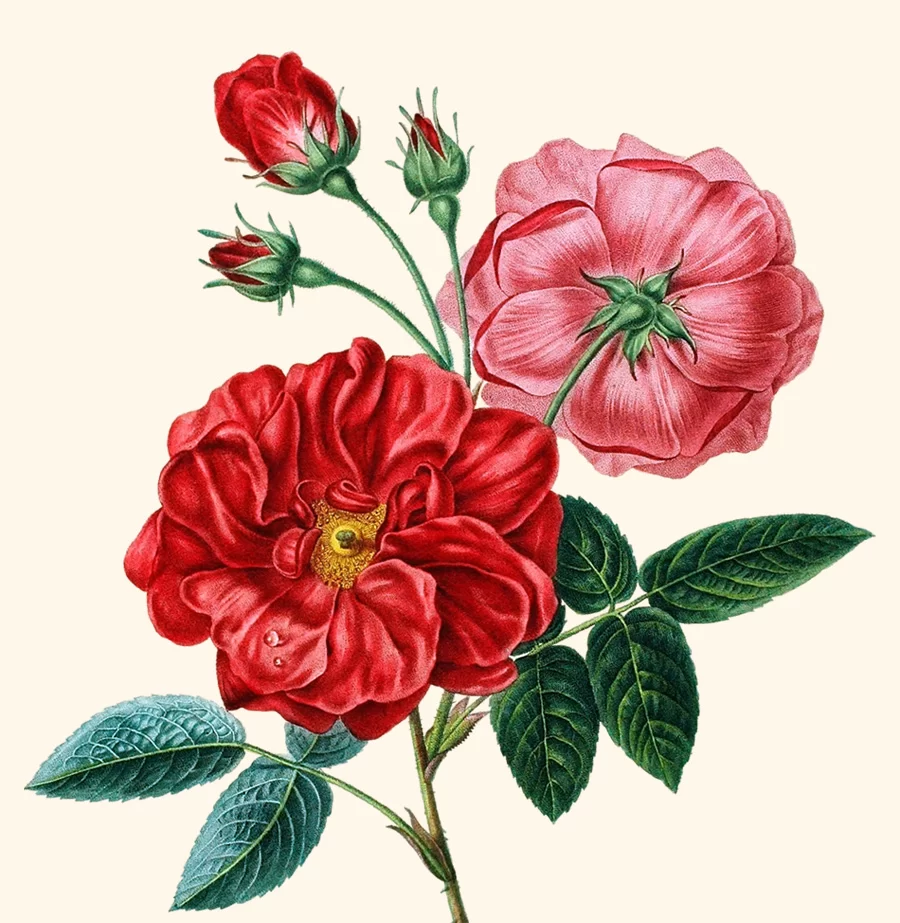 rose
