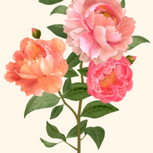 frontflower